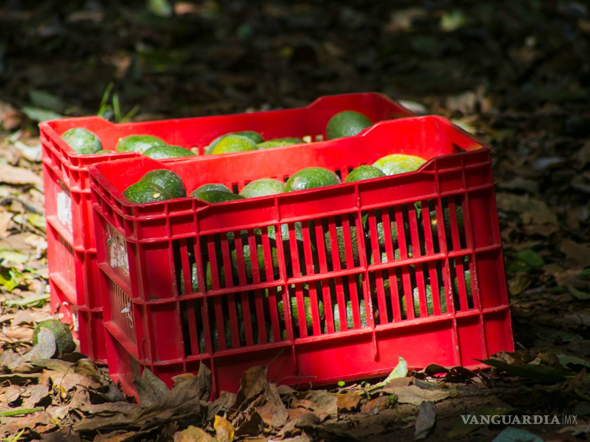 $!El aguacate mexicano sigue luchando contra el narco