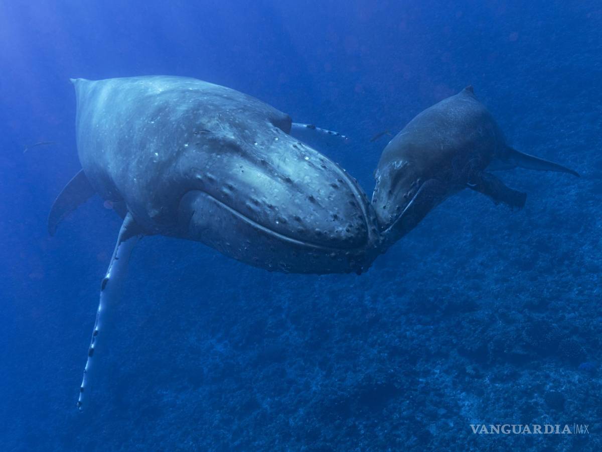 $!Una ballena jorobada y su cría en Rurutu, Polinesia Francesa, en septiembre de 2022.