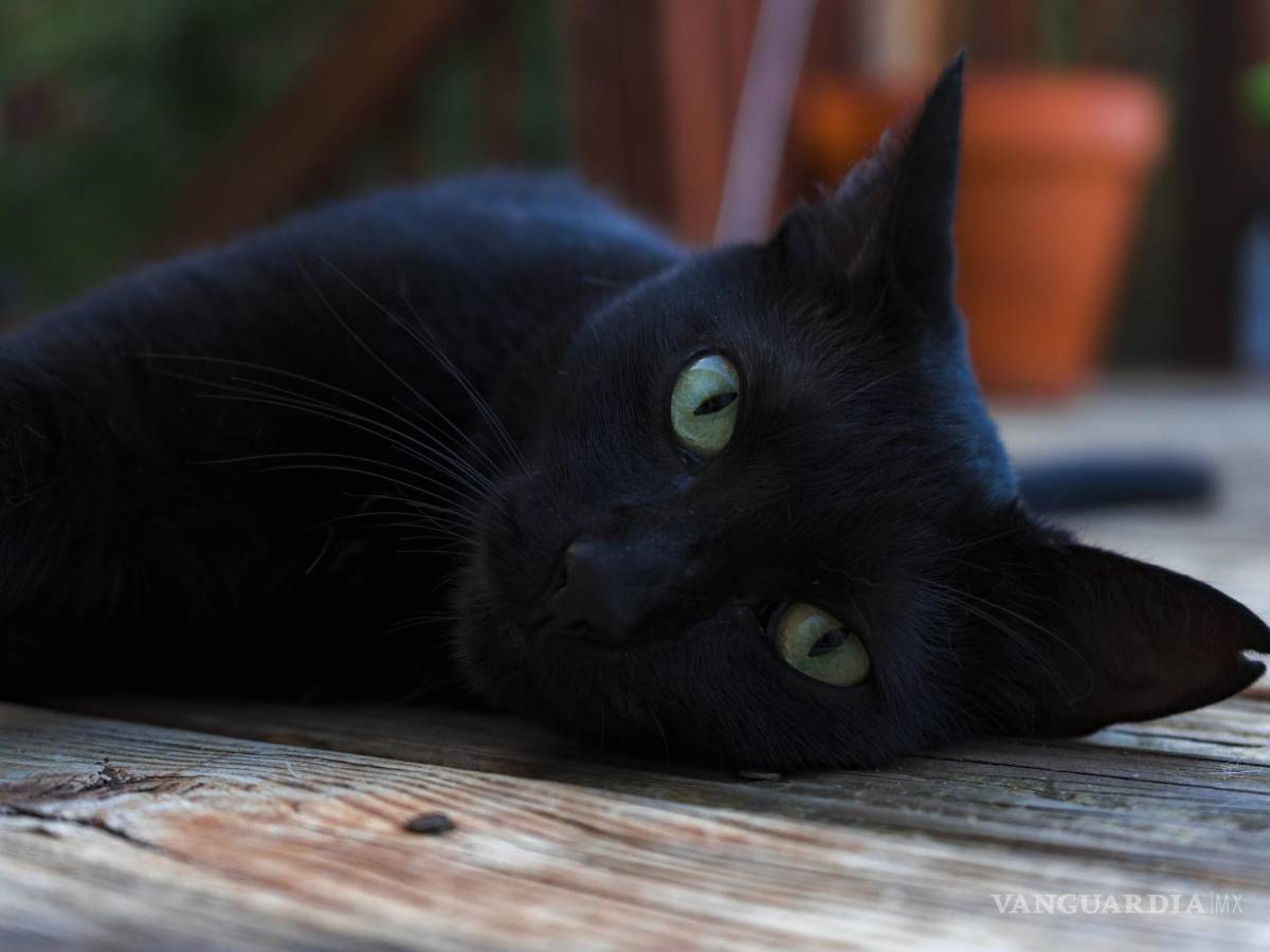 $!Si este martes 13 escuchaste que no debes pasar por debajo de una escalera, tener cuidado de no romper un espejo o bien, no cruzarte con un gato negro.