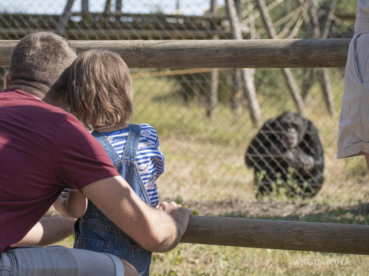 $!Participar en familia en una visita guiada en un refugio de chimpancés y macacos rescatados, es una experiencia educativa que despierta conciencias.