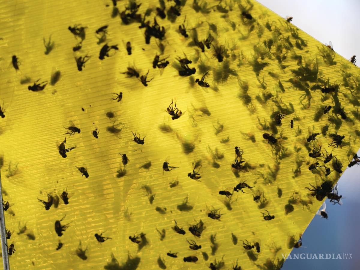 $!Moscas de diversas especies yacen en una trampa cerca de los corrales de una subasta de ganado en Hermosillo, Sonora, México.