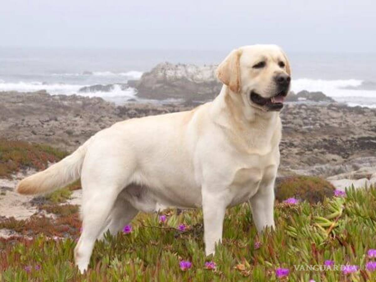 $!¿Cuáles son las 10 razas de perros más inteligentes?