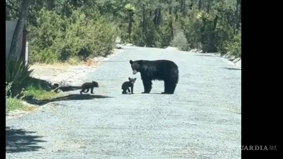 $!Especialistas advierten que dejar basura o restos de alimentos en la sierra puede atraer a la fauna silvestre y generar encuentros peligrosos entre humanos y osos.