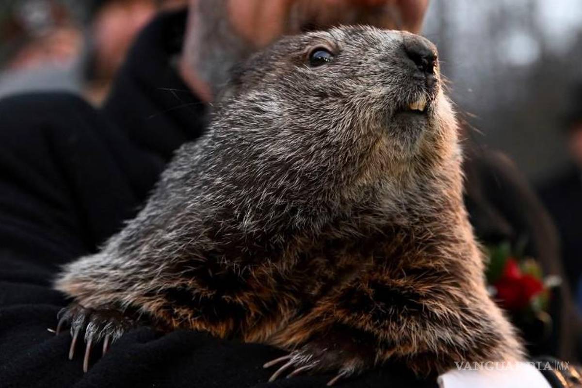 Las similitudes de la celebración de la Candelaria con el día de la Marmota y el invierno