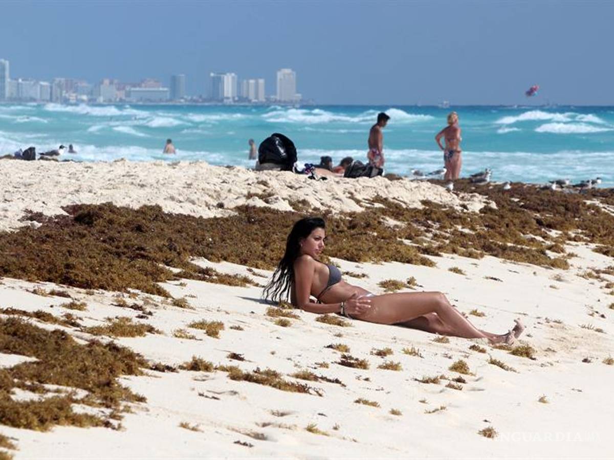 $!La plaga del sargazo marca un repunte en las playas del Caribe mexicano