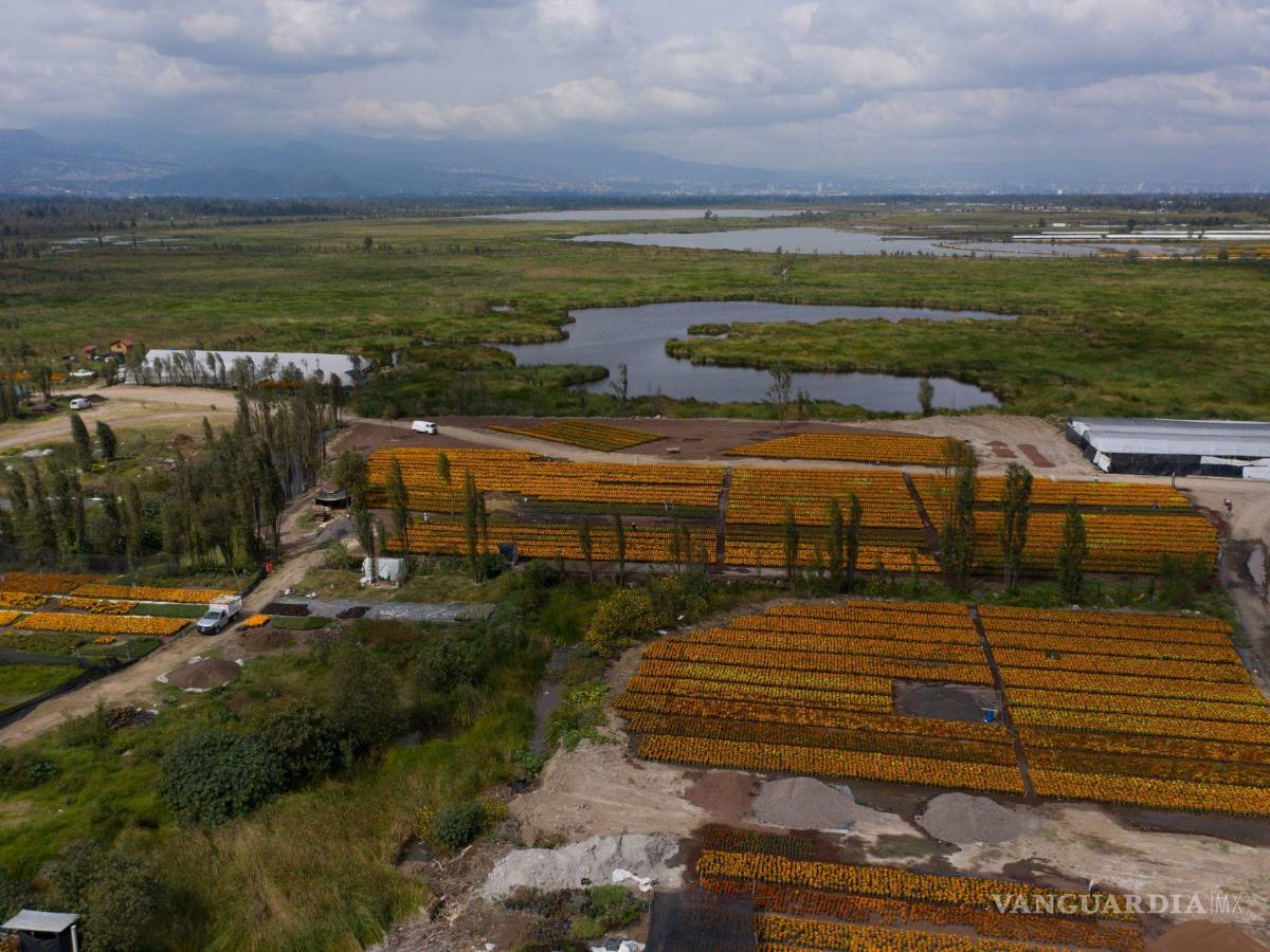 $!Vista de una de las chinampas de la siembra de la flor de cempasúchil en el vivero de San Luis Tlaxialtemalco, en la alcadía Xochimilco, CDMX.