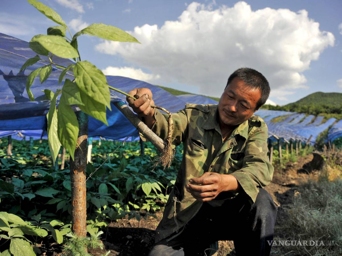 $!Un agricultor trabaja en una plantación de ginseng en una zona montañosa de Longjing, China.
