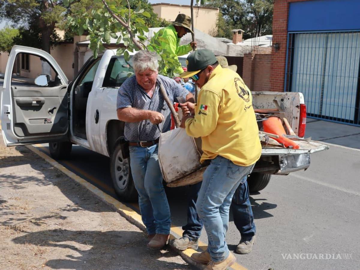 $!Se sembraron diversas especies de árboles —entre ellas trueno, encino siempre verde y encino roble— adecuadas al clima y suelo de Saltillo.