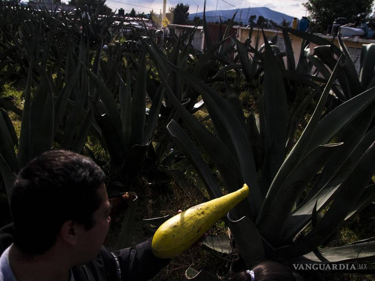 $!"Cuando empezamos no había hipsters": cómo los punks rescataron la tradición del pulque en México