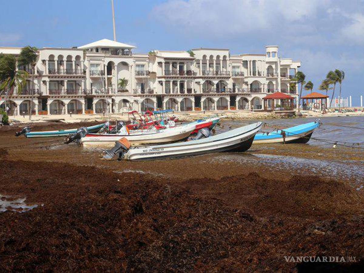 $!Llegarían 32 mil toneladas de sargazo al Caribe mexicano, situación es alarmante: Semar