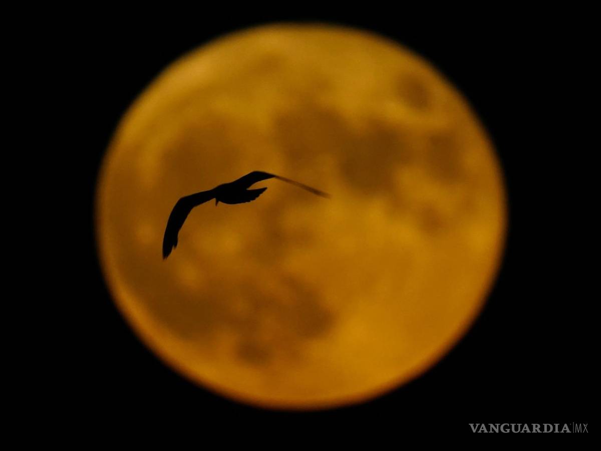 $!Un pájaro pasa por delante de la luna llena en Milwaukee, el 13 de julio de 2022. Esta luna llena recibe también el nombre de Luna de Ciervo.