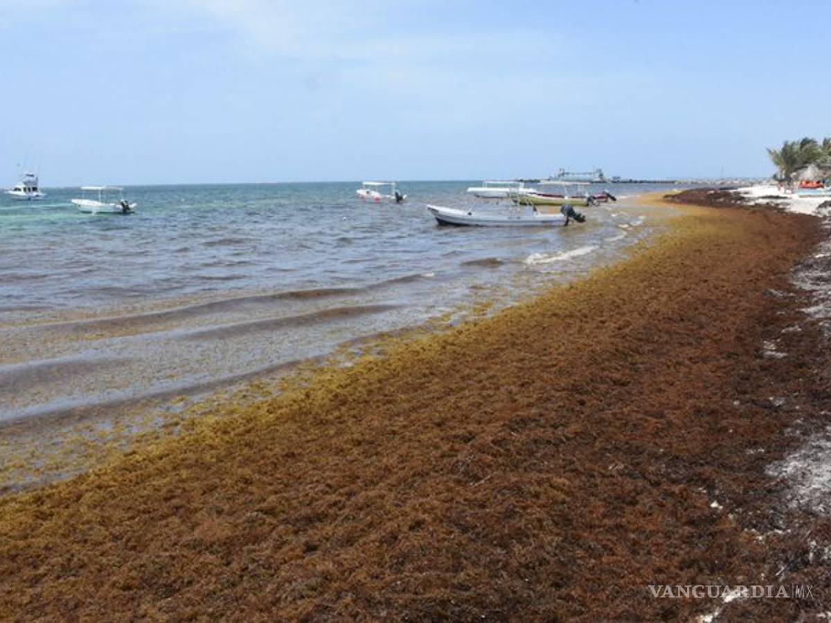 $!Sargazo fétido invade costas de Quintana Roo