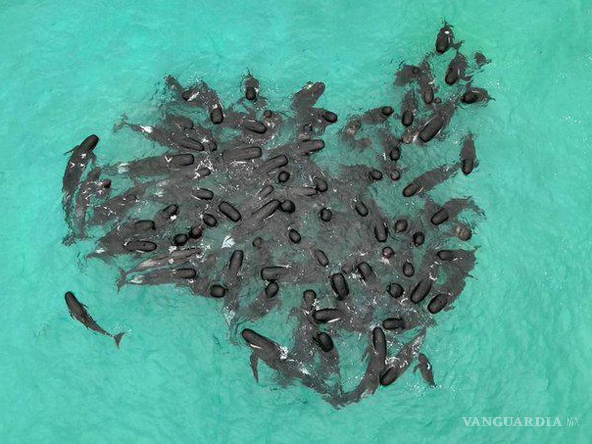 $!51 ballenas murieron tras quedar varadas en una playa de Australia