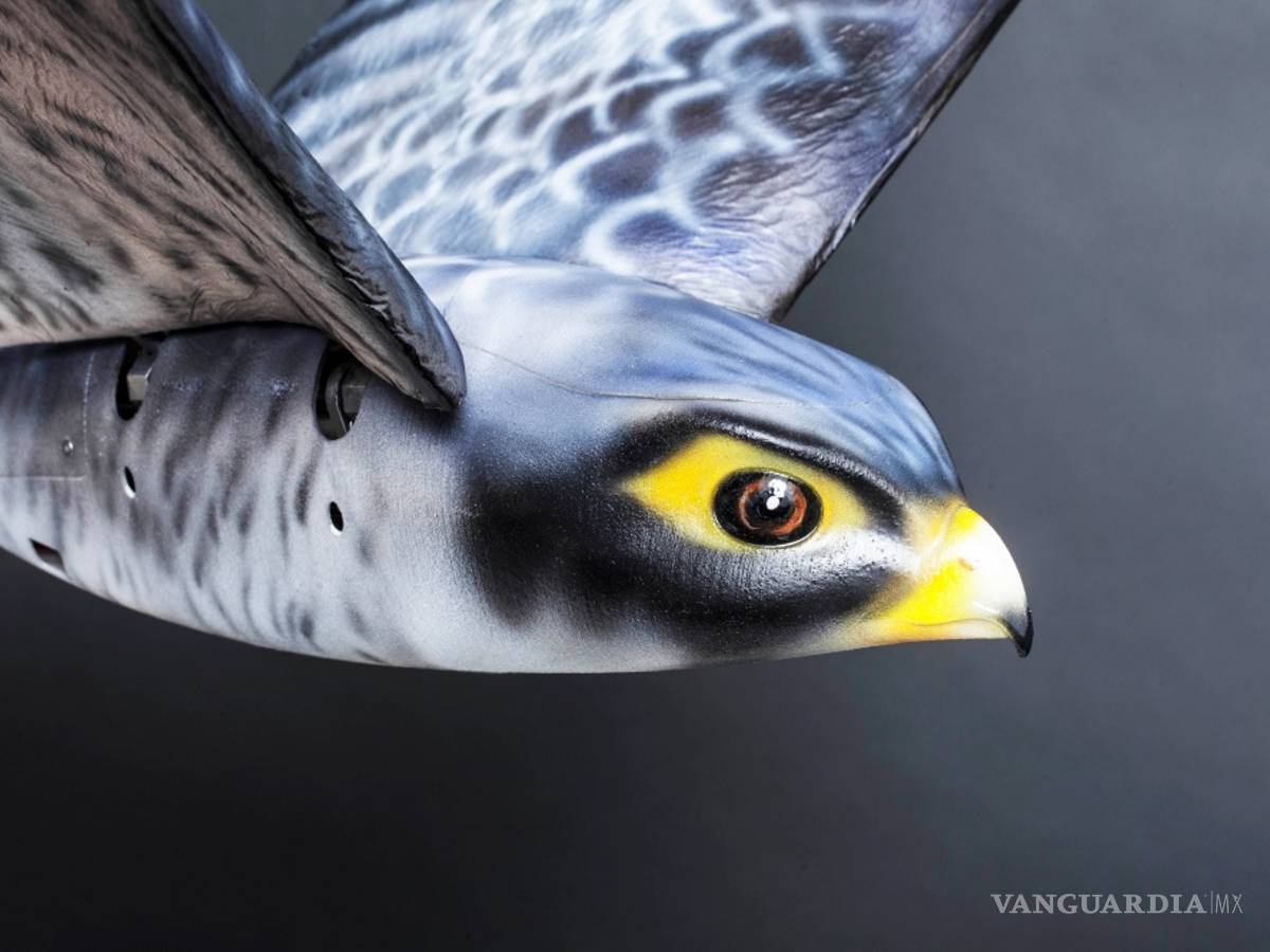 $!“Robird”, el robot halcón que cuida del aeropuerto de Edmonton en Canadá