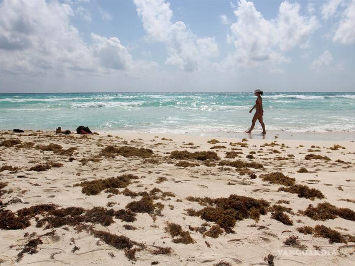 $!La plaga del sargazo marca un repunte en las playas del Caribe mexicano