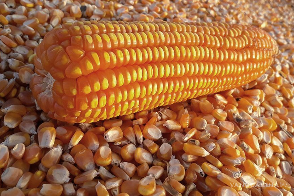 Gobierno de Sheinbaum no buscará la autosuficiencia en maíz amarillo, anuncia Berdegué