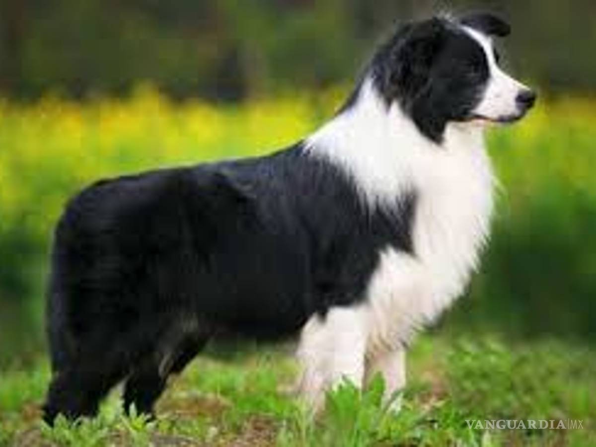 $!¿Cuáles son las 10 razas de perros más inteligentes?