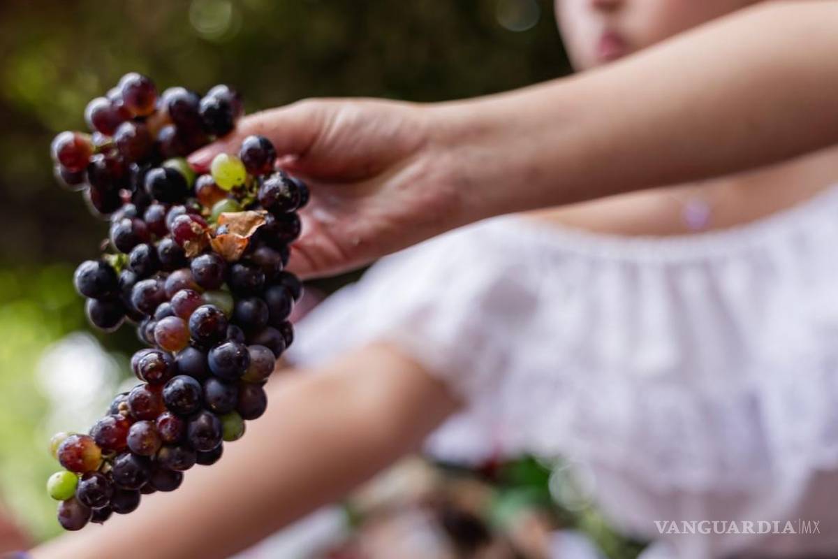 Coahuila: vendimias atraen a turistas y fortalecen economía en Parras y Arteaga
