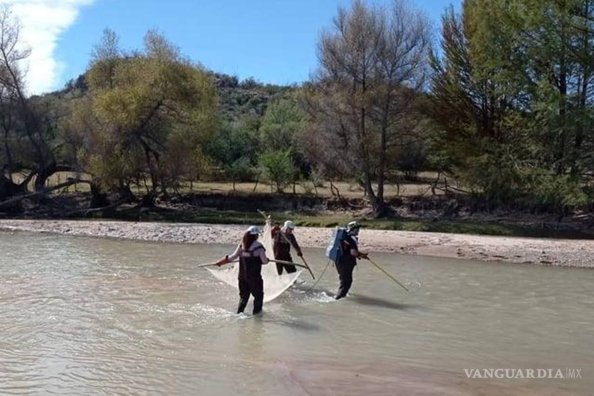 Descubren nueva especie de pez endémico del río Nazas, en la Laguna