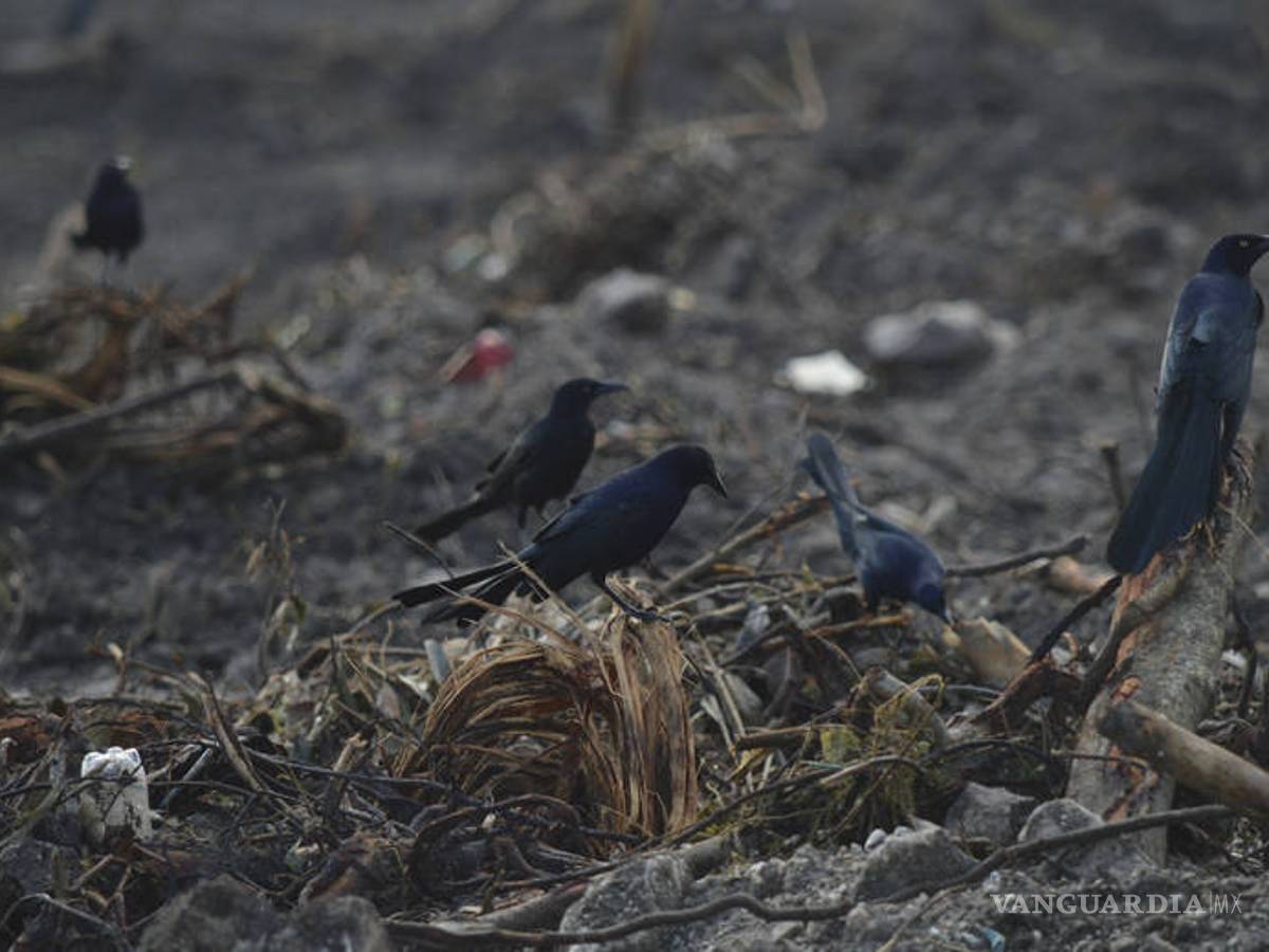 $!ONG insisten que fue ecocidio en Tajamar