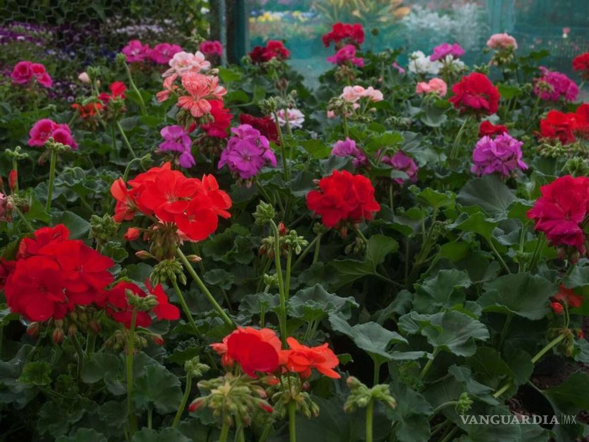 $!Listos productores nacionales para atender demanda de flores por 14 de febrero