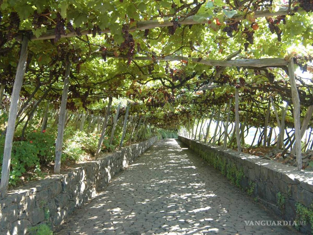 $!Madeira, vino único y añejo a la conquista del mundo