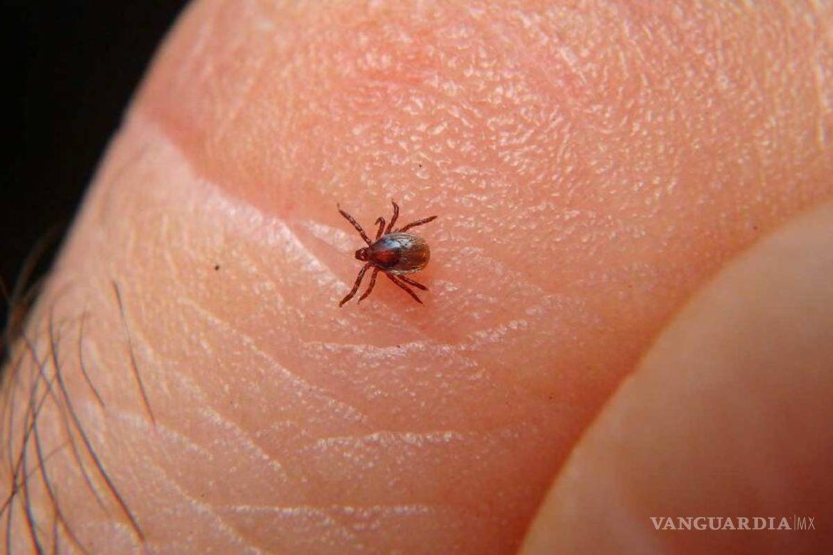 Confirman siete muertes por picadura de garrapata en la región Sureste de Coahuila