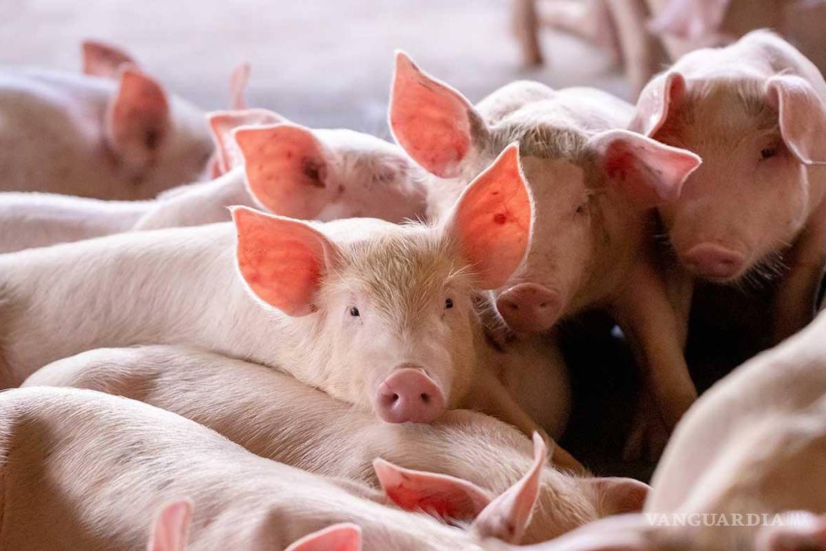 Sector porcino mexicano celebra cierre de importaciones españolas tras brote viral en Europa