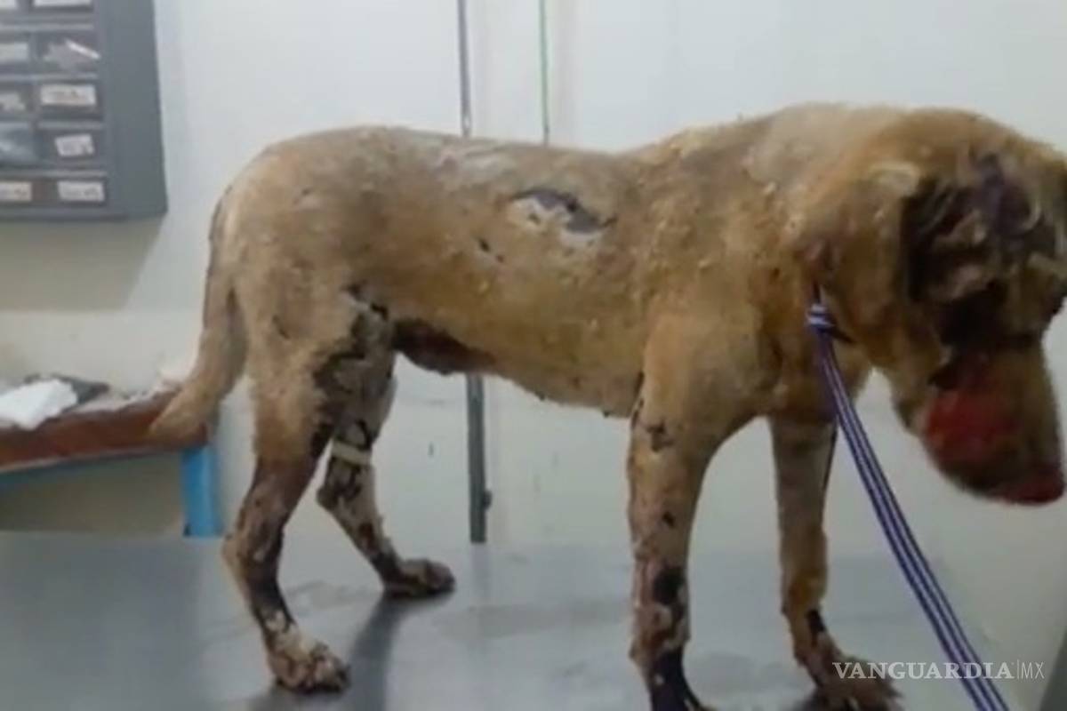 Perrita arriesga su vida para salvar a sus cachorros