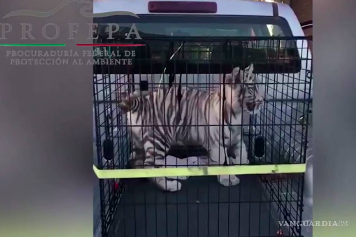 Asegura Profepa un tigre y un oso en Nuevo León