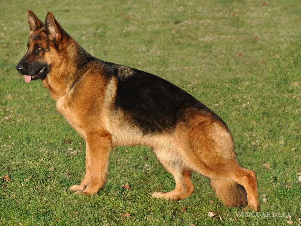 $!¿Cuáles son las 10 razas de perros más inteligentes?