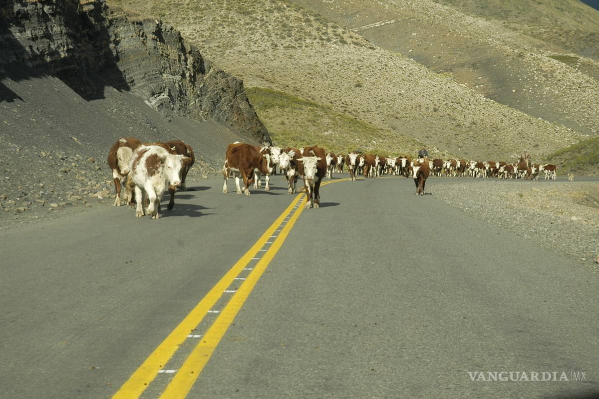 Vacas provocan accidente en carretera a Monclova