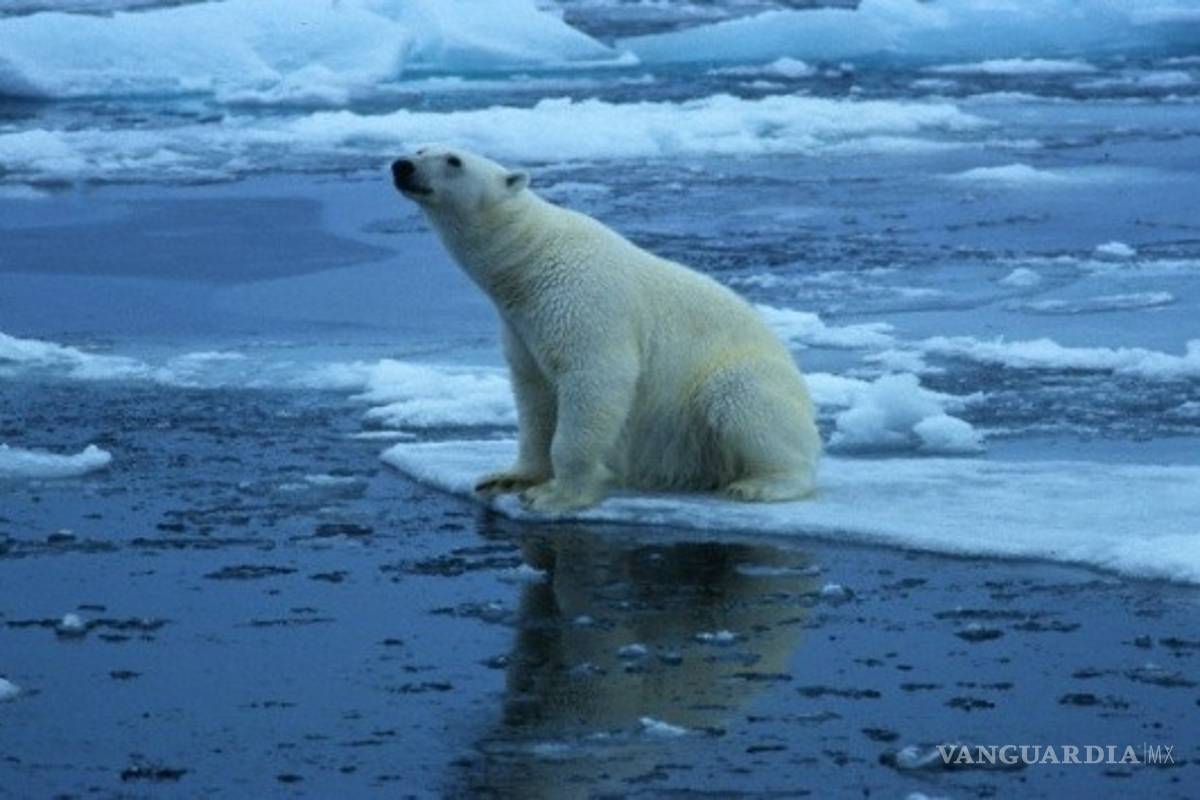 El Ártico podría quedarse sin hielo marino en 20 o 30 años