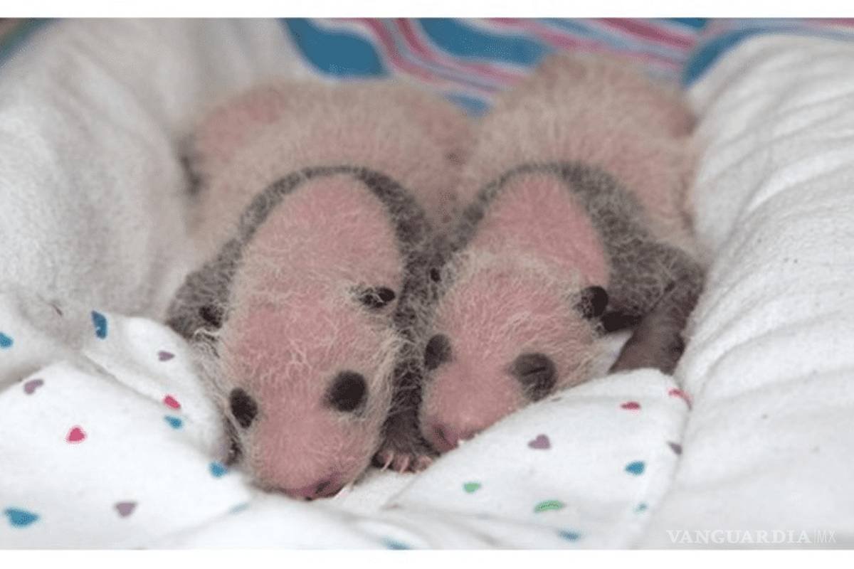 Haizi, una panda &quot;octogenaria&quot; da a luz gemelos y bate récord de madre más longeva