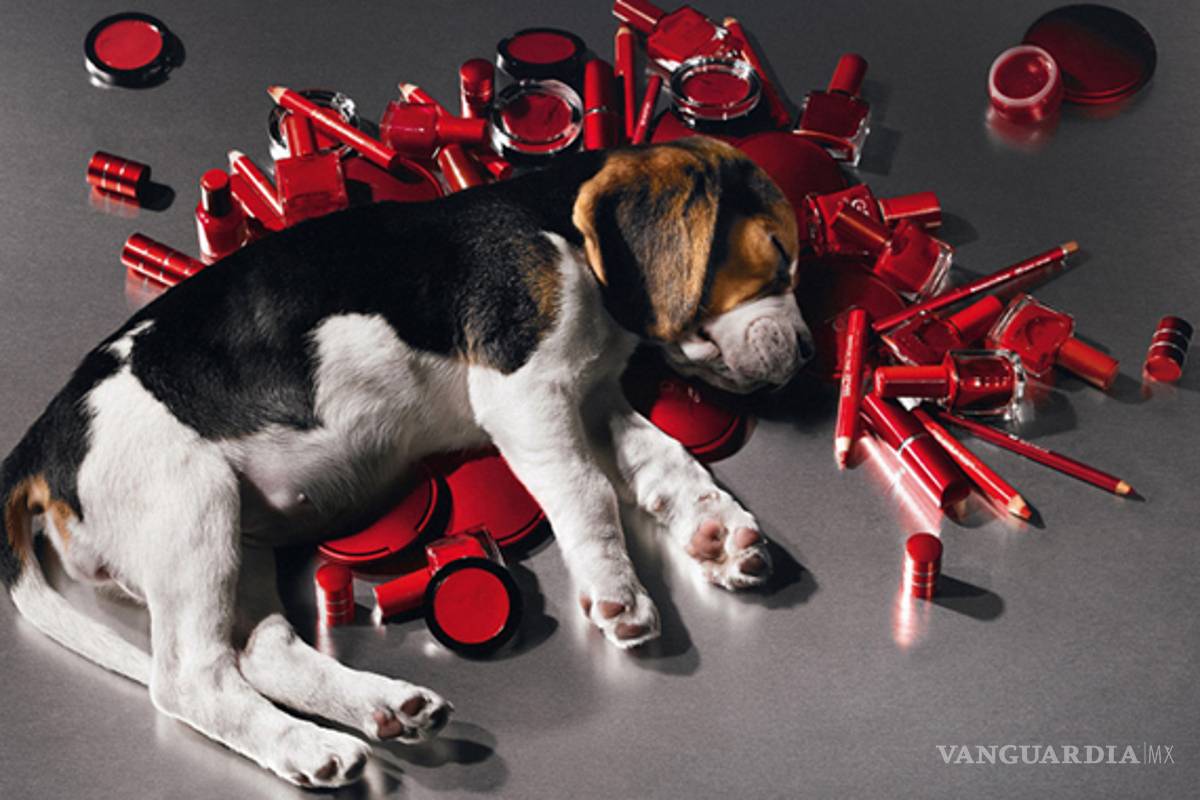 No más experimentos con animales