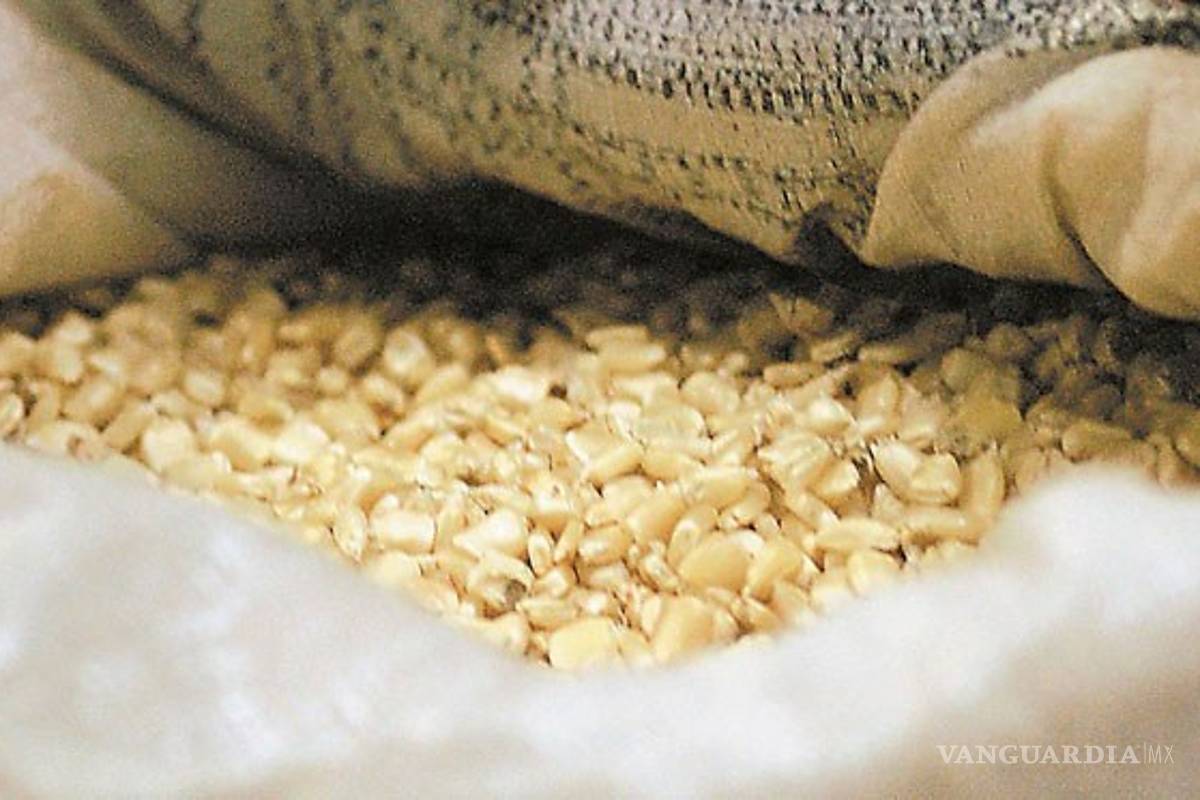 Imparables, las importaciones de maíz en México