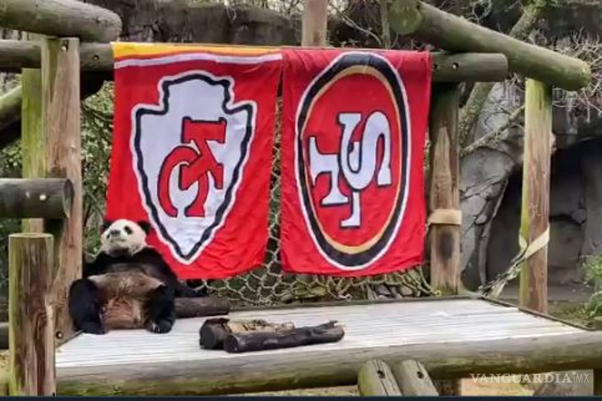 Panda del Zoológico de Memphis decide quién ganará el próximo Super Bowl