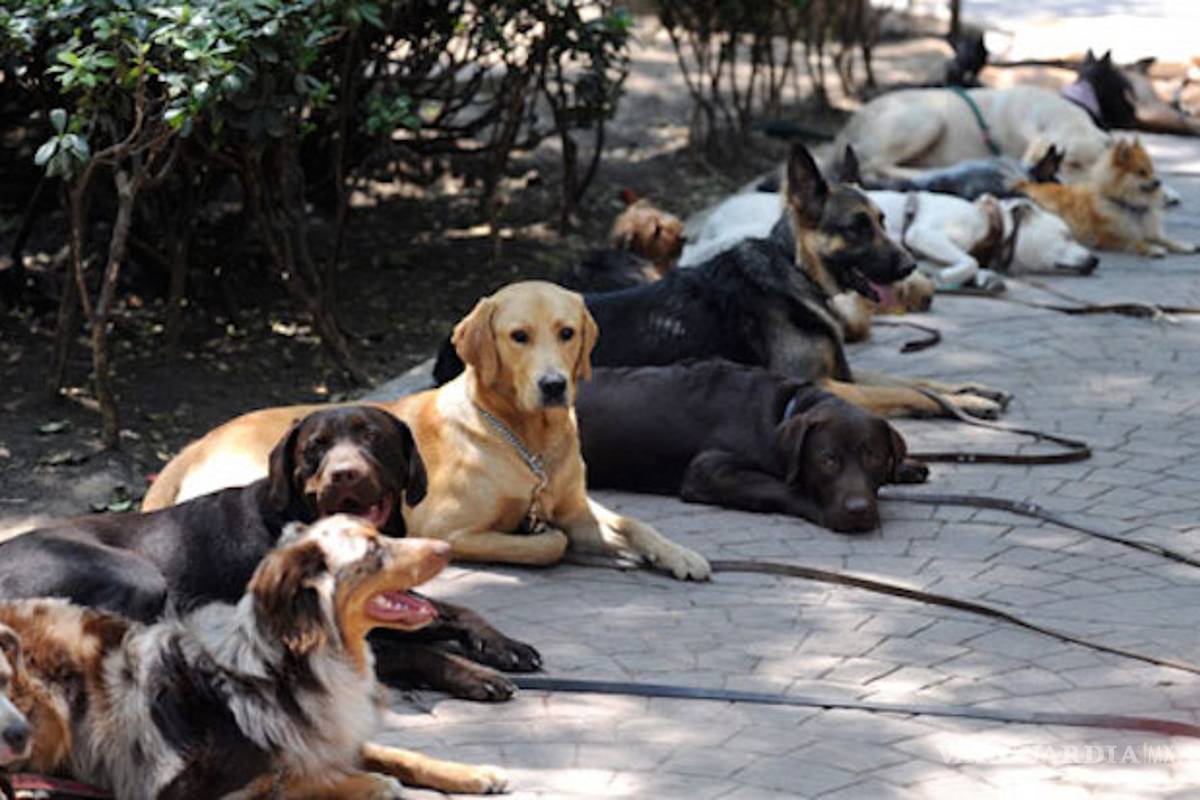 La CDMX también se moviliza para ayudar a mascotas damnificadas