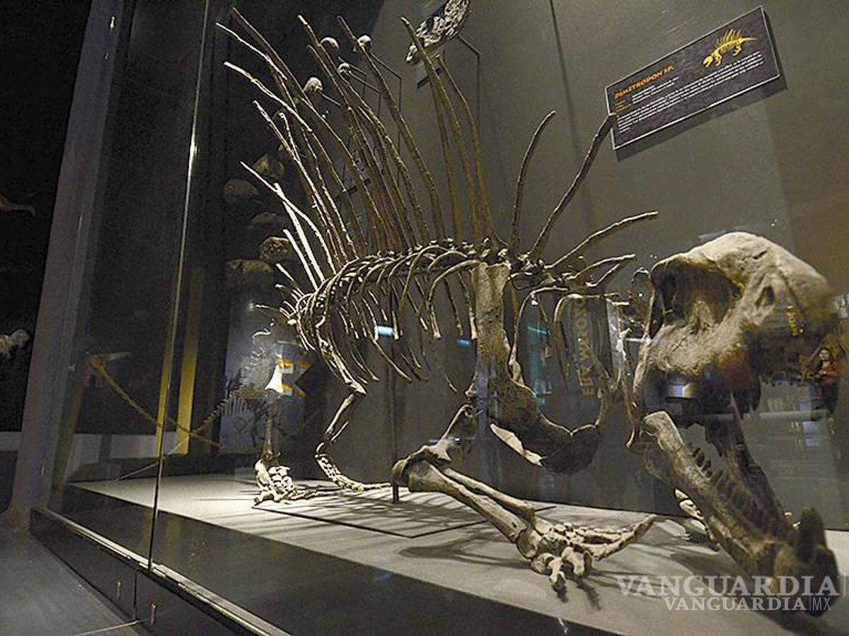 $!Esta investigación permitirá conocer más detalles de la vida que tuvieron los dinosaurios en la región que hoy es Coahuila.