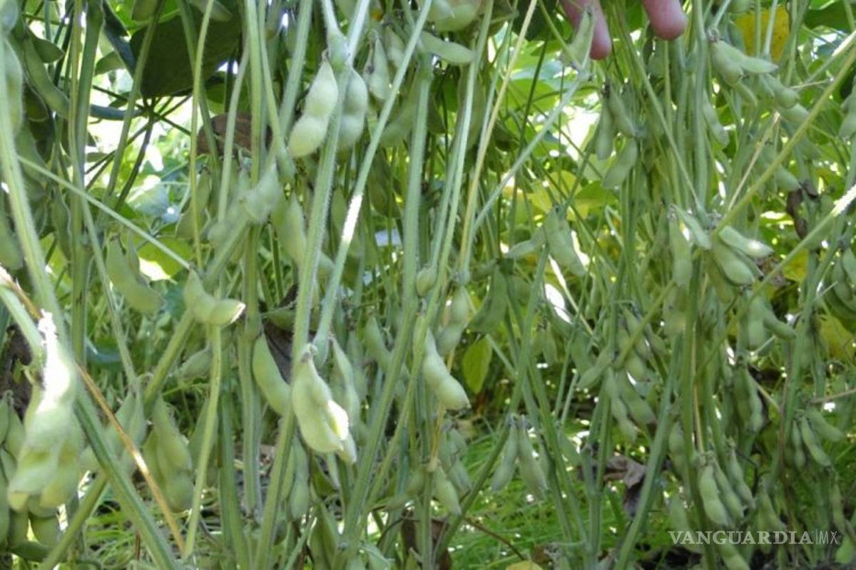 Gobierno de AMLO impulsará la producción nacional de oleaginosas