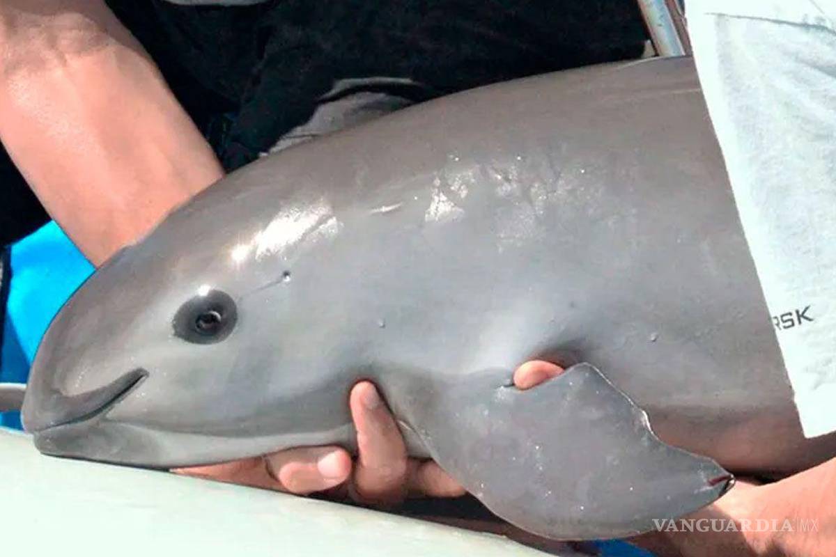 Demandan en EU sancionar a México por daños a vaquita marina