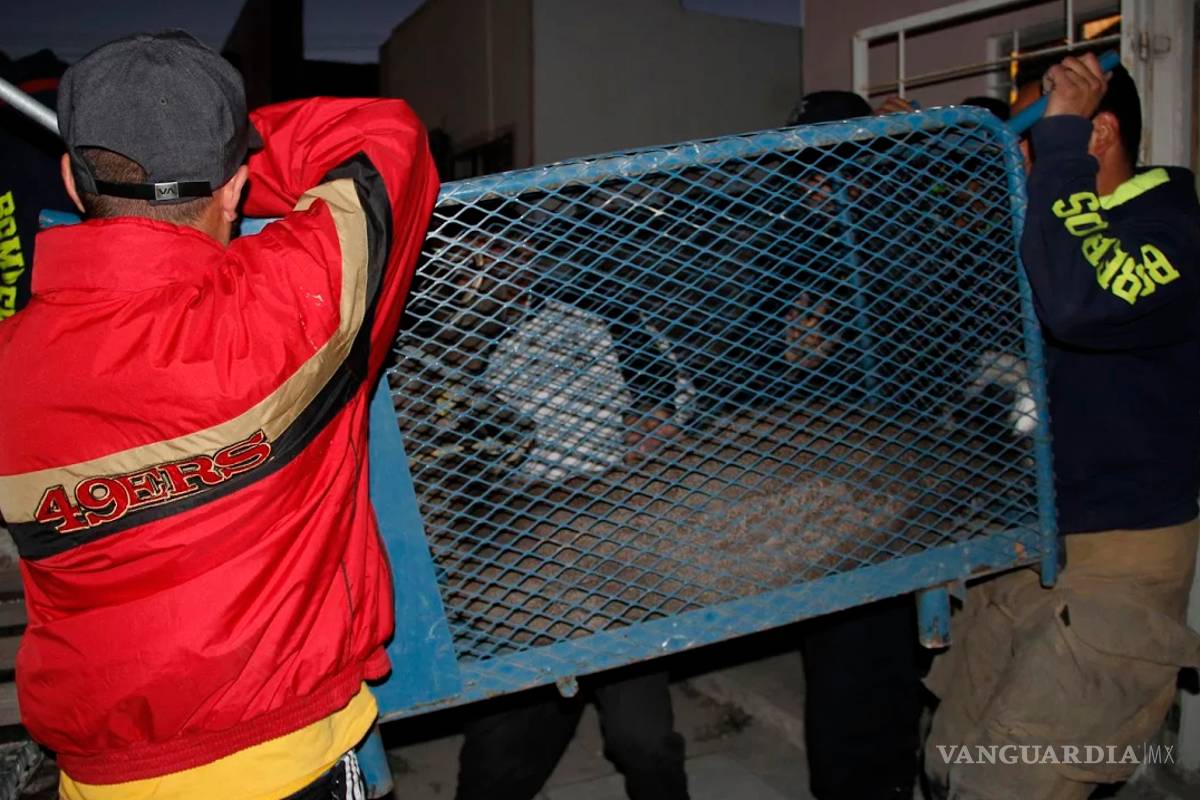 Venado se mete a casa en la colonia Misión Cerritos de Saltillo