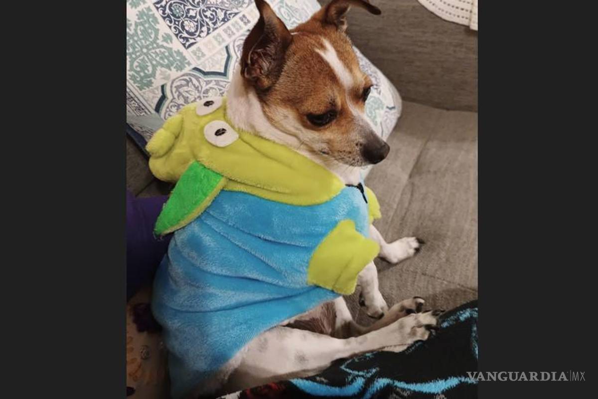 Coahuila: ¿Está tu mascota preparada para el frío? Descubre el riesgo según esta tabla