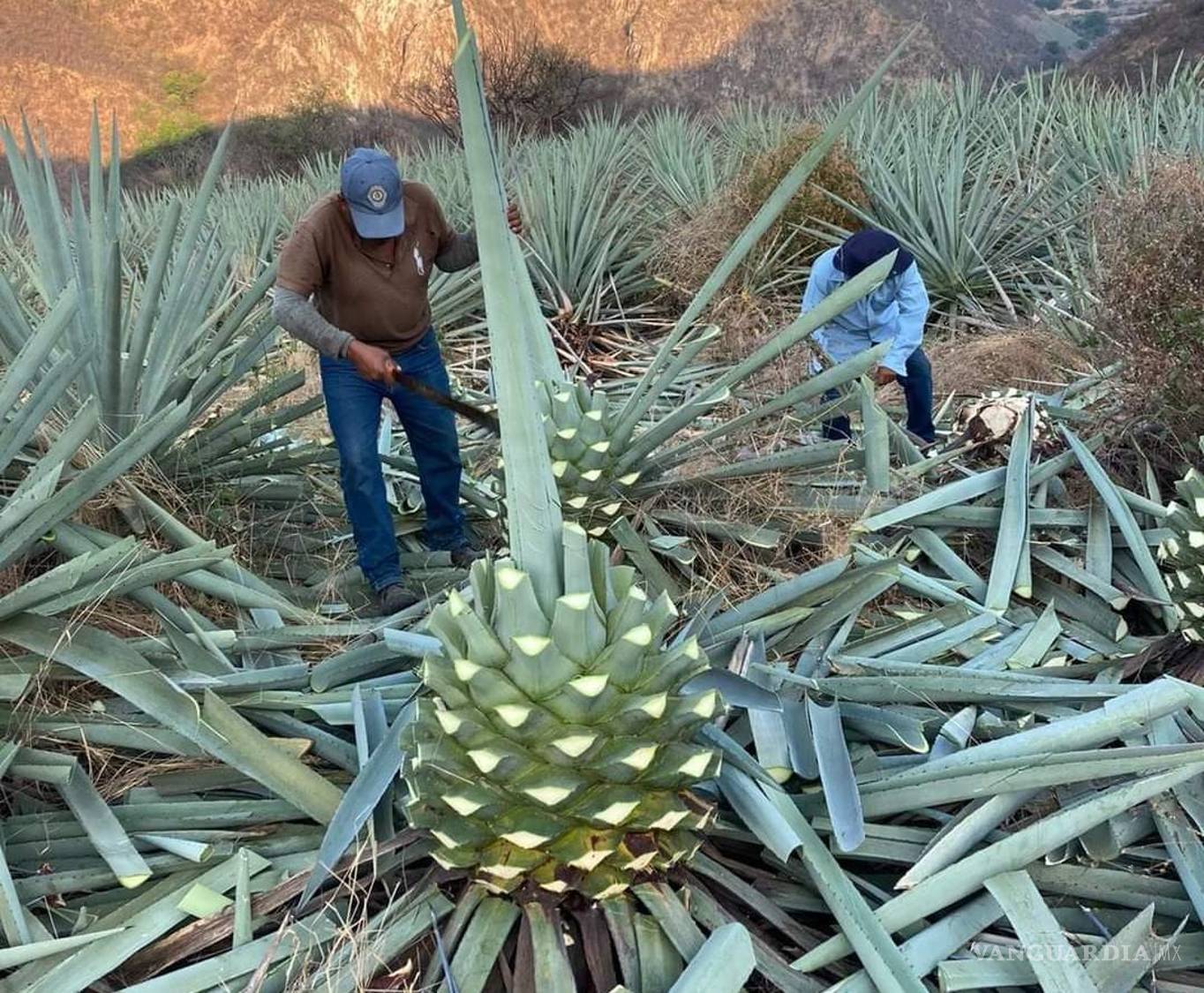$!La jima es el primer paso de un proceso artesanal que exige paciencia desde el cultivo del agave.