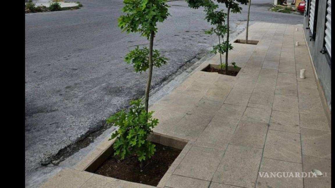 Médico de Saltillo lanza reto a los ciudadanos: ¡planta un árbol!