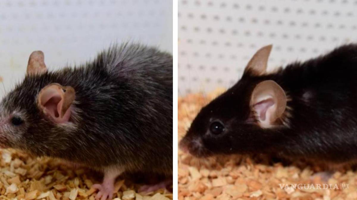 Desafían al envejecimiento; ‘es un proceso reversible’ dice el experto David Sinclair