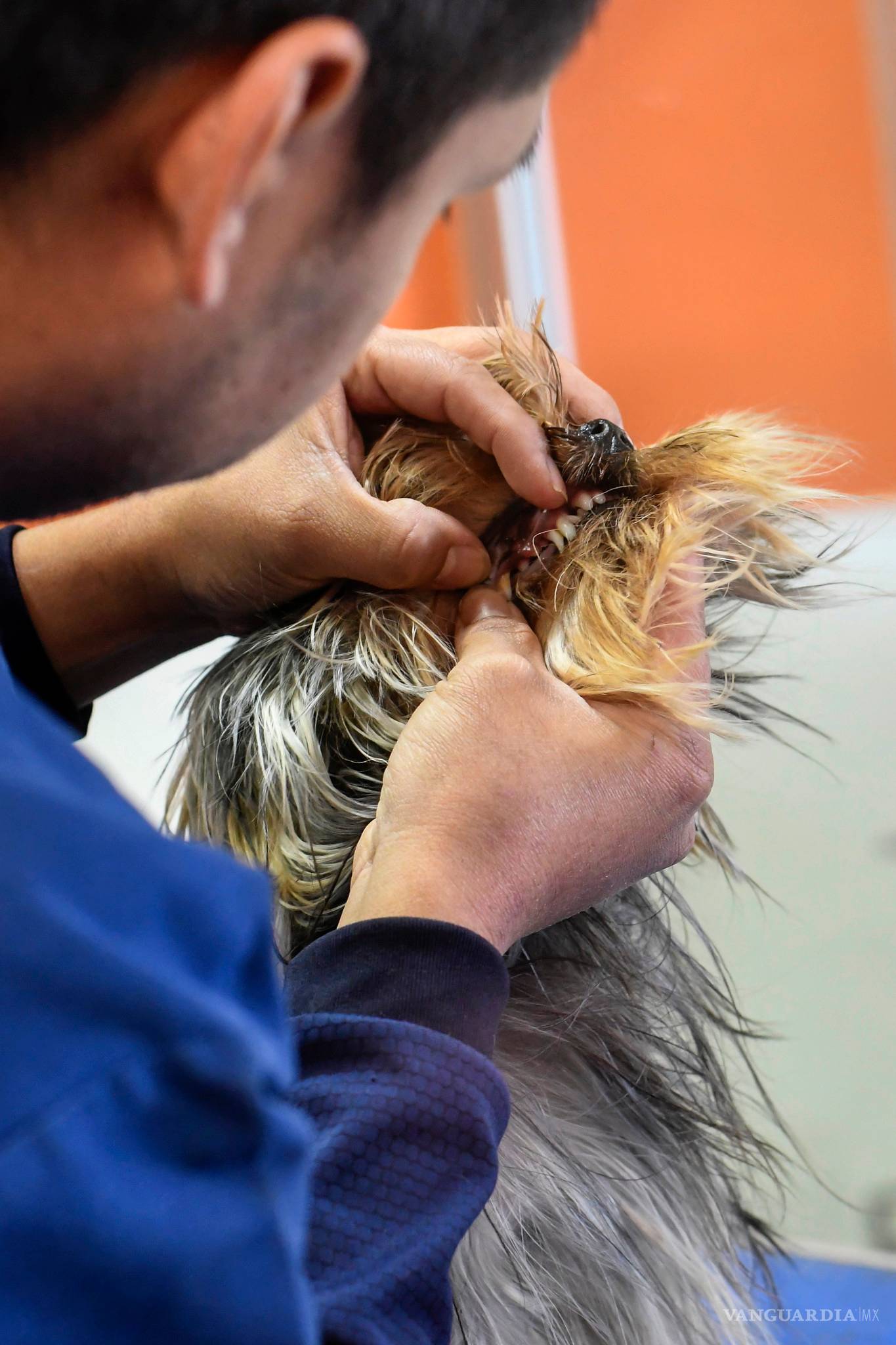 $!Por esta razón las mascotas no son un regalo que puedes desechar