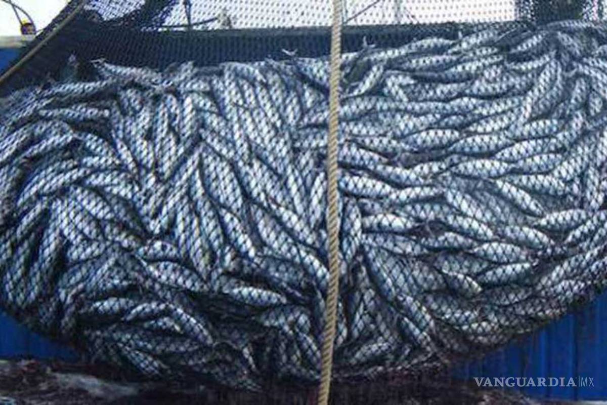 México podrá sancionar a EU por 163 mdd en disputa por el atún