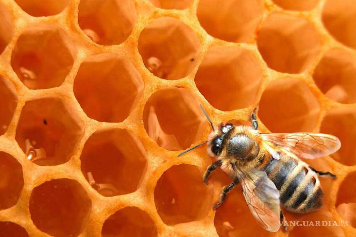 Hay pesticidas tóxicos de abejas en 75% de la miel del mundo