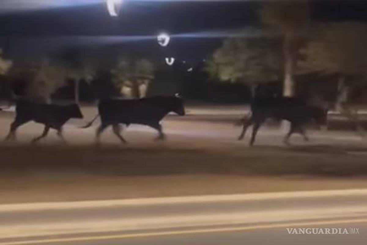 Nuevo León: primero osos y ahora captan manada de toros en Cumbres